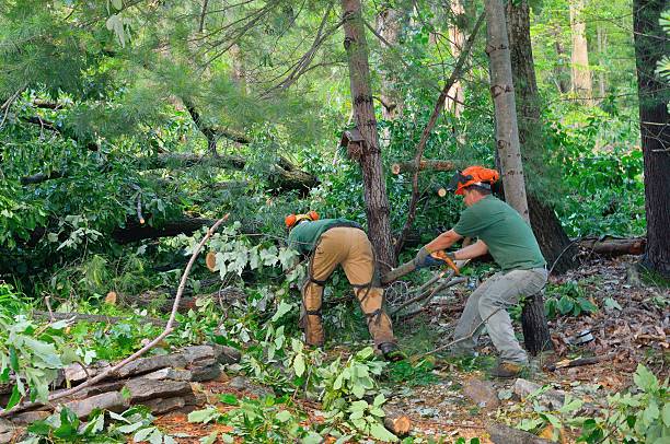 Best Emergency Storm Tree Removal  in Gra Forks Af, ND